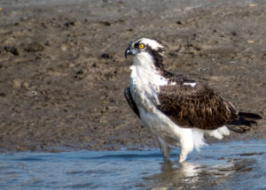 Osprey