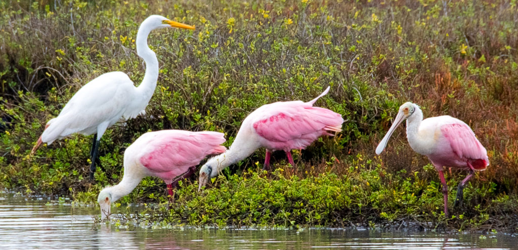 roseate spoonbill